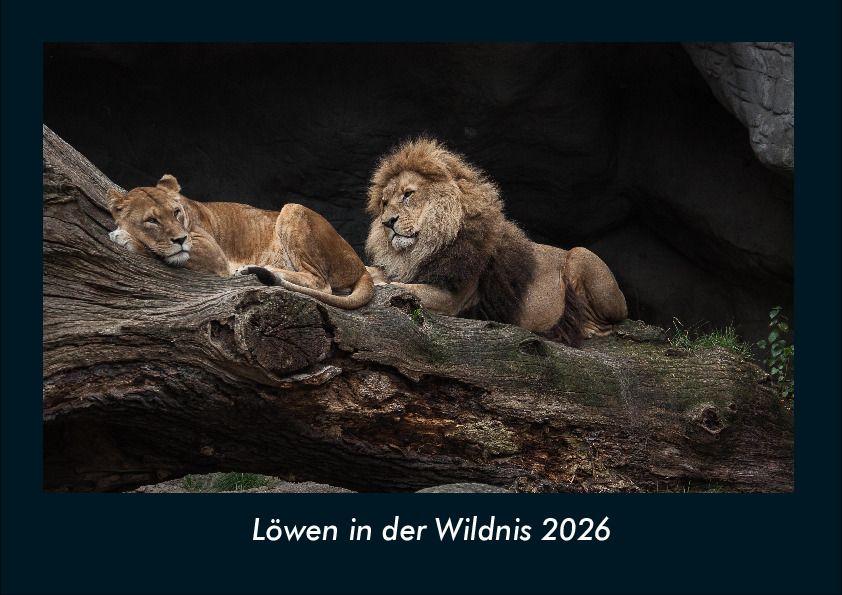 Löwen in der Wildnis 2026 Fotokalender DIN A4