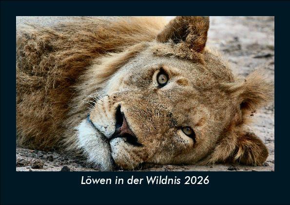 Löwen in der Wildnis 2026 Fotokalender DIN A5