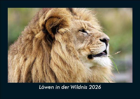 Löwen in der Wildnis 2026 Fotokalender DIN A5