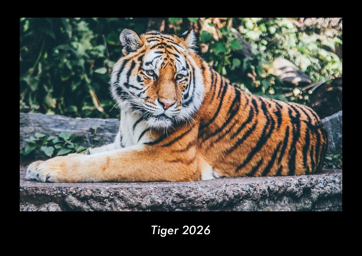 Tiger 2026 Fotokalender DIN A3