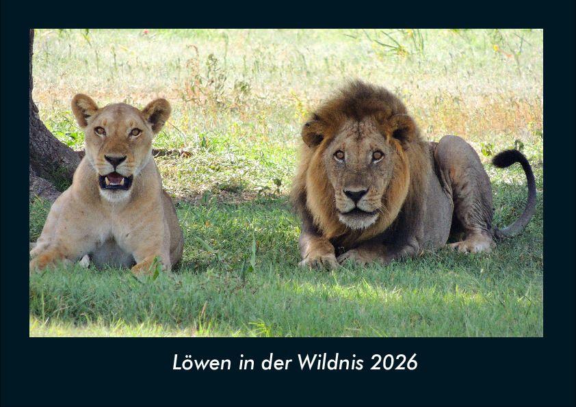 Löwen in der Wildnis 2026 Fotokalender DIN A4