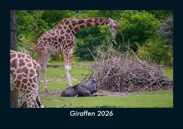Giraffen 2026 Fotokalender DIN A5
