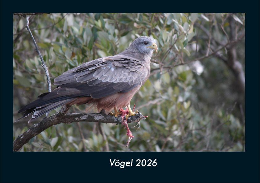 Vögel 2026 Fotokalender DIN A4
