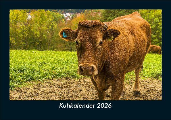 Kuhkalender 2026 Fotokalender DIN A5
