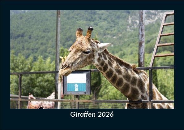 Giraffen 2026 Fotokalender DIN A5