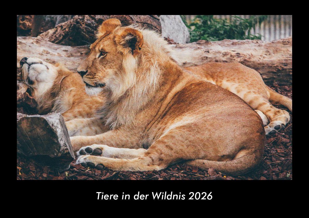 Tiere in der Wildnis 2026 Fotokalender DIN A3