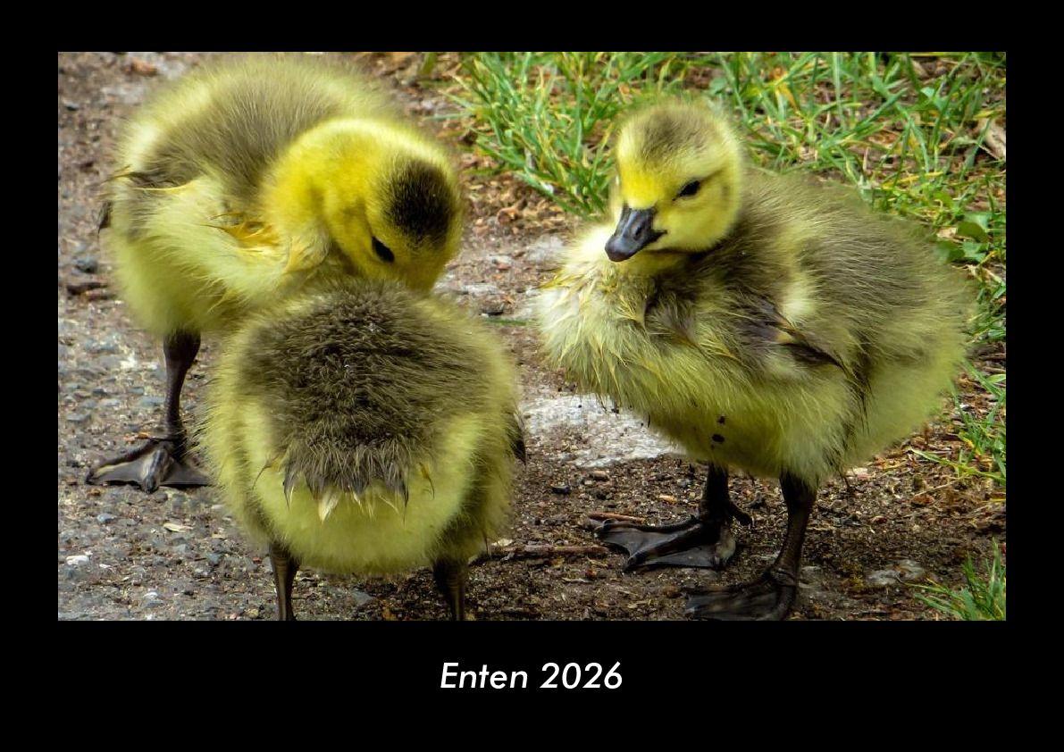 Enten 2026 Fotokalender DIN A3