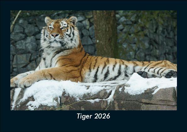 Tiger 2026 Fotokalender DIN A5