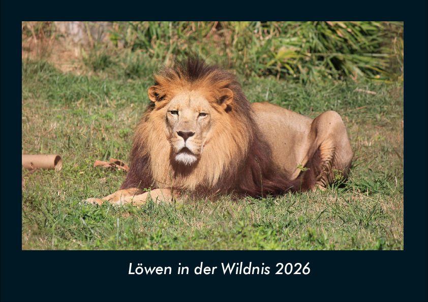 Löwen in der Wildnis 2026 Fotokalender DIN A4