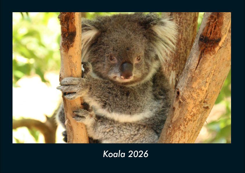 Koala 2026 Fotokalender DIN A4