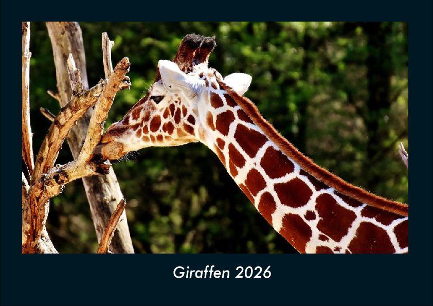 Giraffen 2026 Fotokalender DIN A4