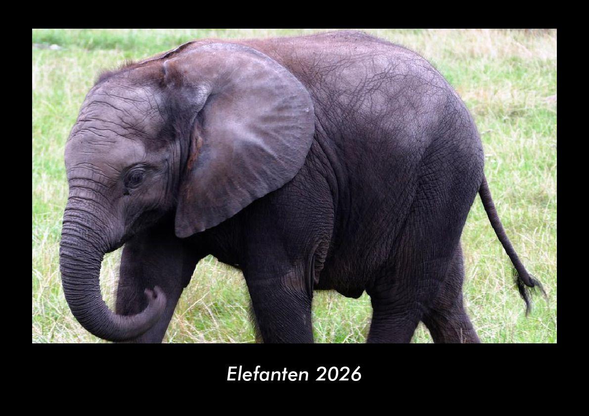 Elefanten 2026 Fotokalender DIN A3