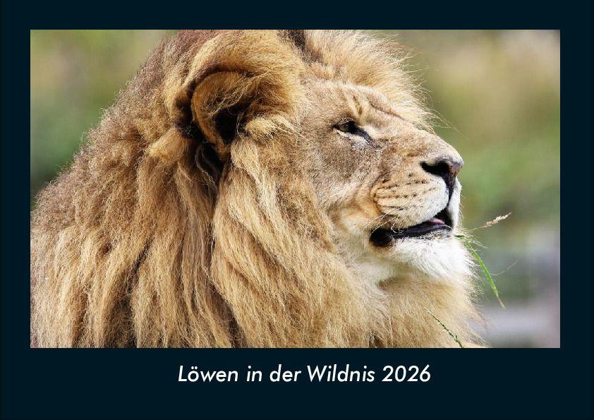 Löwen in der Wildnis 2026 Fotokalender DIN A4