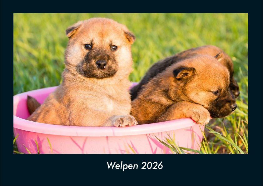 Welpen 2026 Fotokalender DIN A4