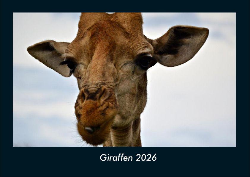 Giraffen 2026 Fotokalender DIN A4