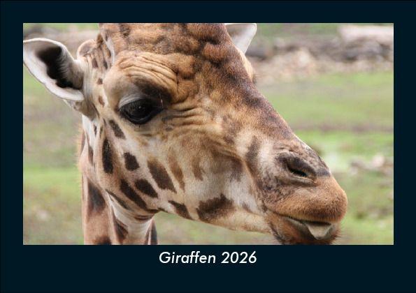 Giraffen 2026 Fotokalender DIN A5