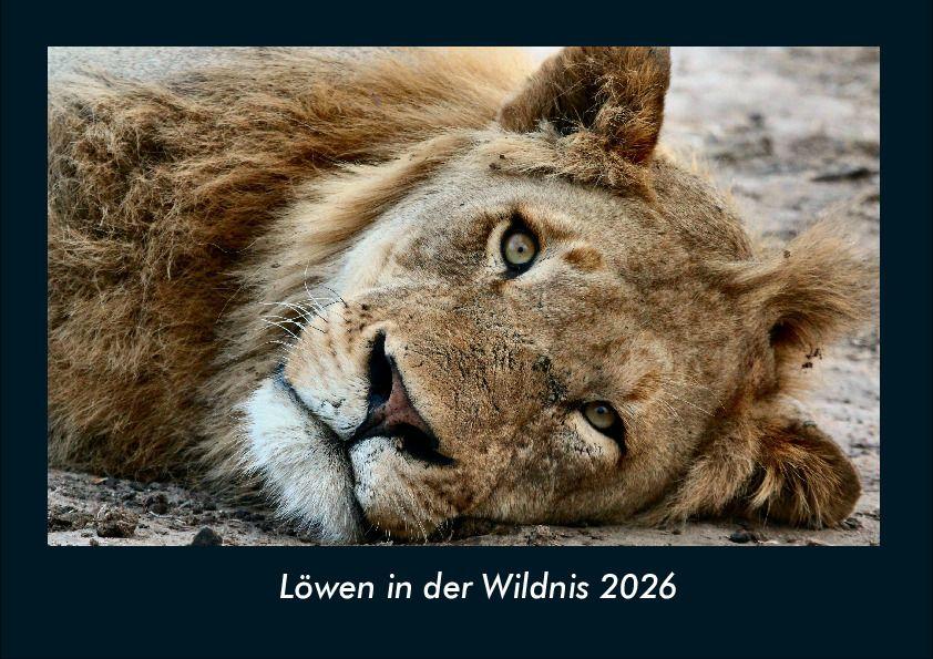 Löwen in der Wildnis 2026 Fotokalender DIN A4