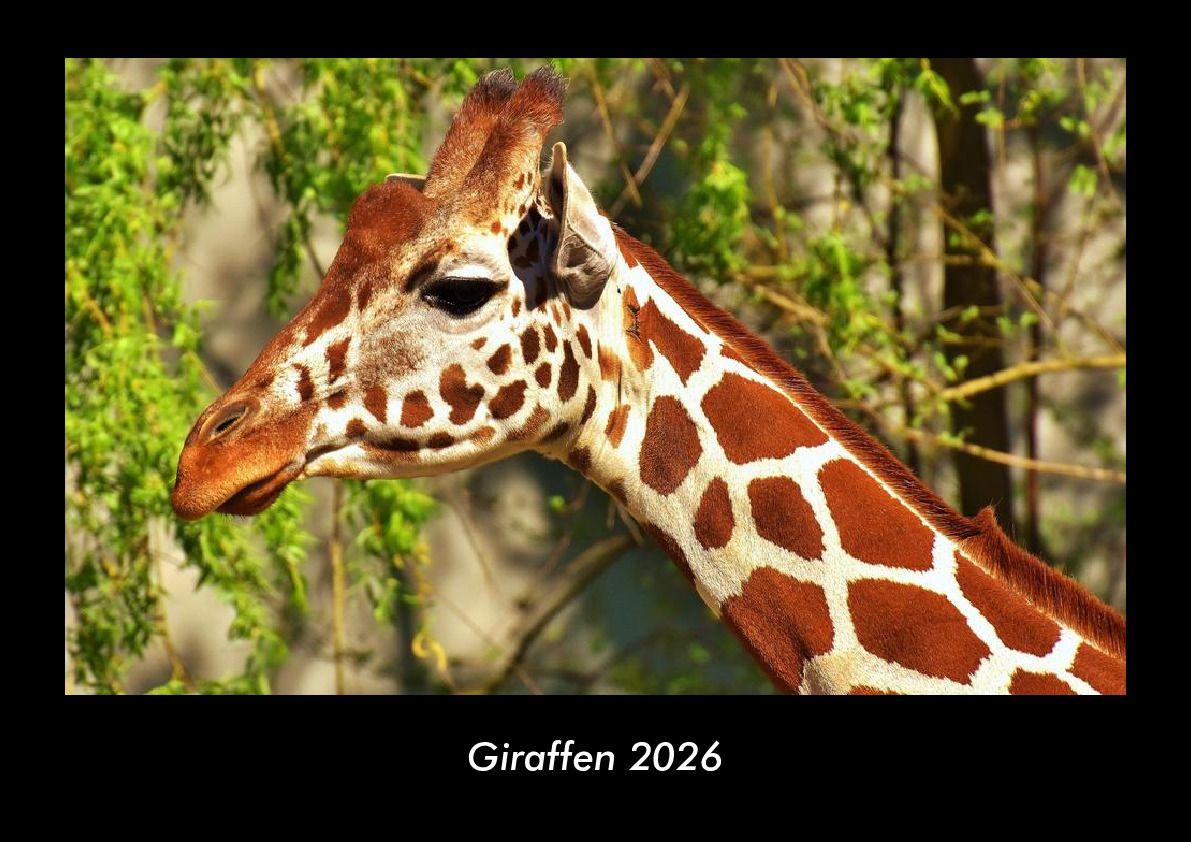 Giraffen 2026 Fotokalender DIN A3