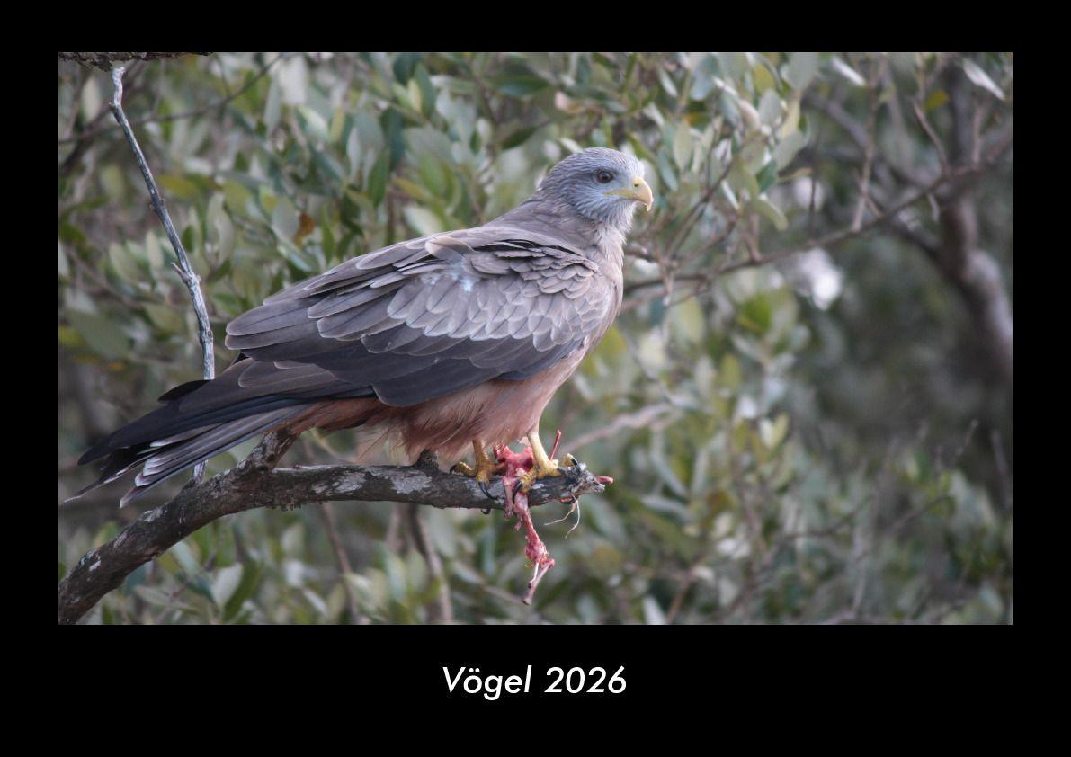 Vögel 2026 Fotokalender DIN A3