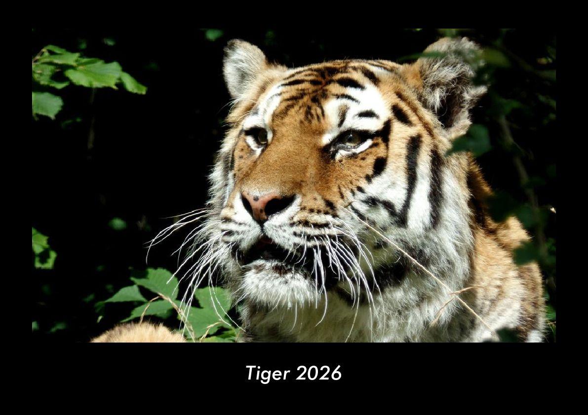Tiger 2026 Fotokalender DIN A3