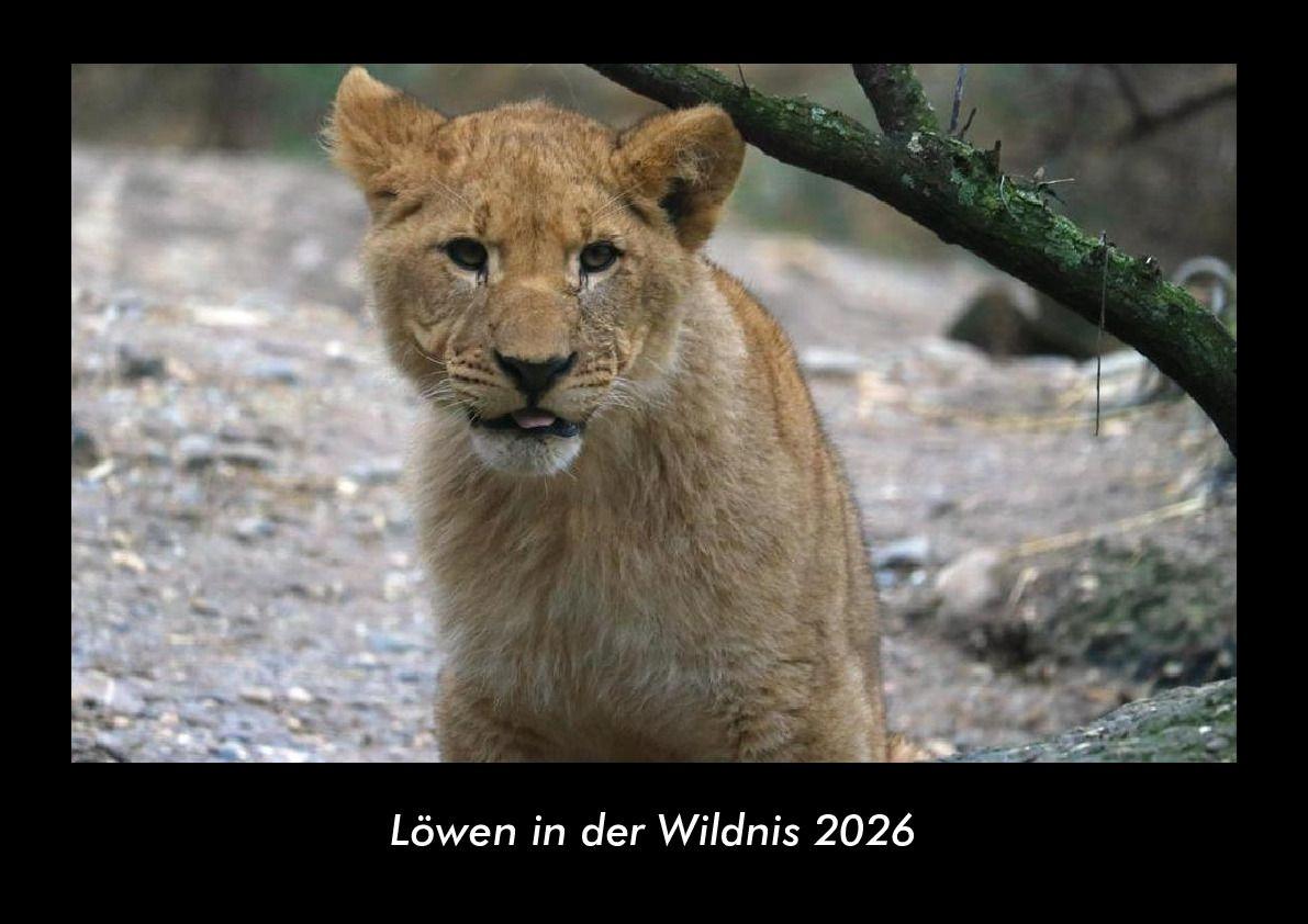 Löwen in der Wildnis 2026 Fotokalender DIN A3