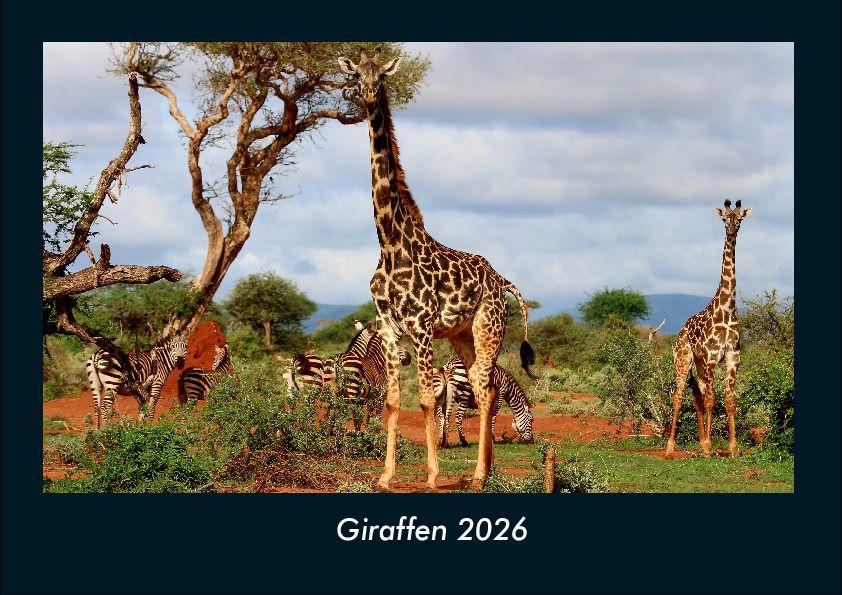 Giraffen 2026 Fotokalender DIN A4