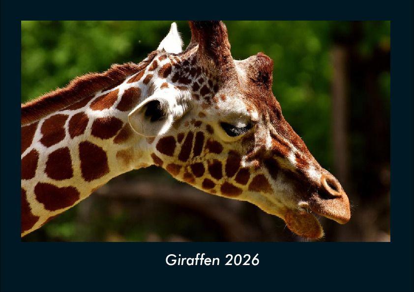 Giraffen 2026 Fotokalender DIN A4