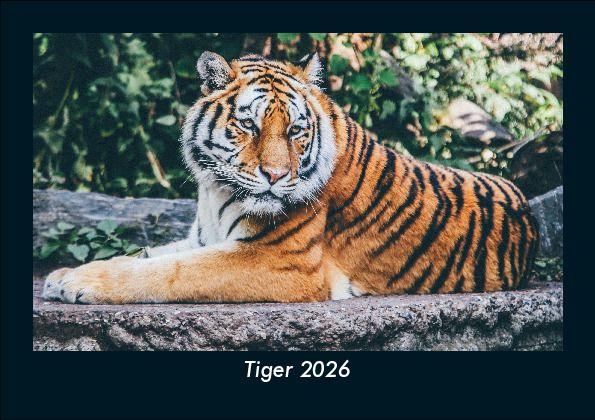 Tiger 2026 Fotokalender DIN A5