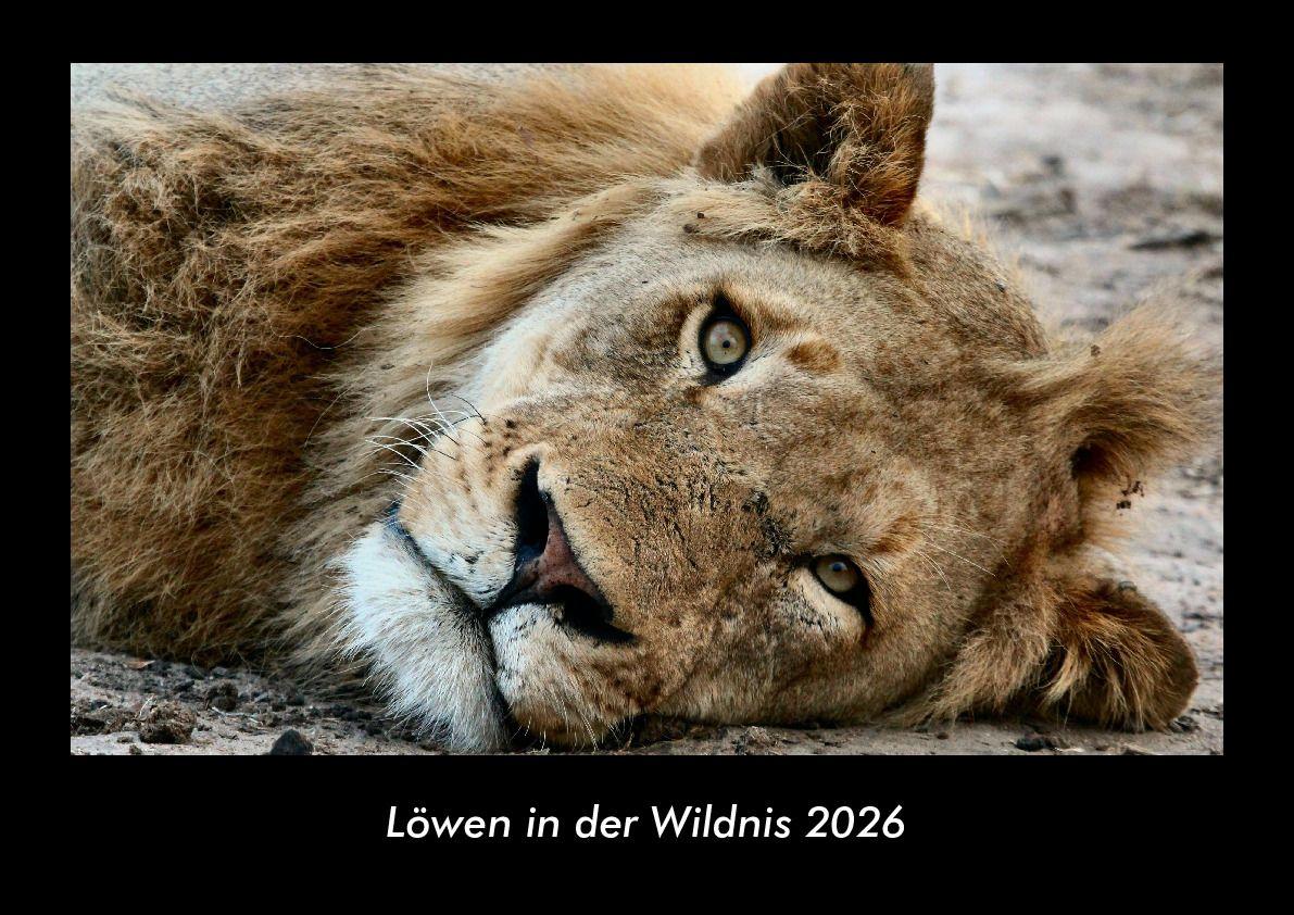 Löwen in der Wildnis 2026 Fotokalender DIN A3