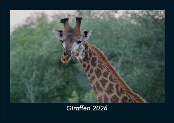 Giraffen 2026 Fotokalender DIN A5