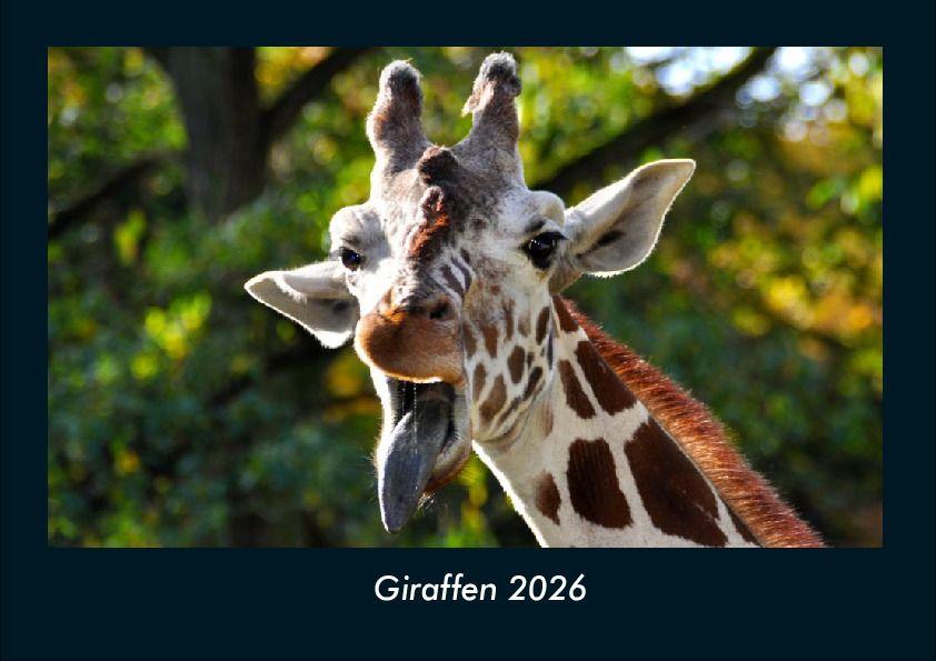 Giraffen 2026 Fotokalender DIN A4