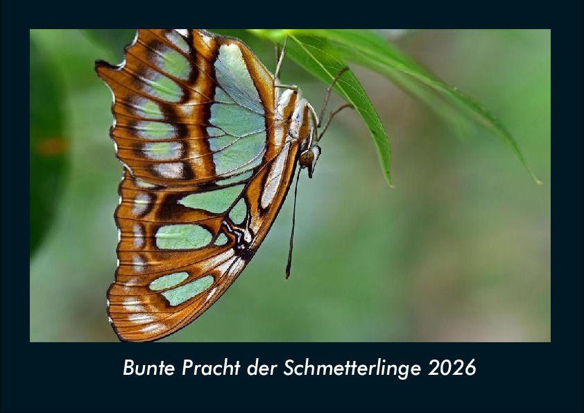 Bunte Pracht der Schmetterlinge 2026 Fotokalender DIN A4