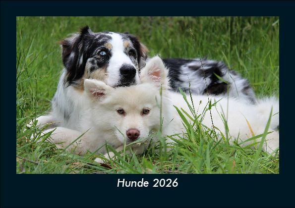 Hunde 2026 Fotokalender DIN A5