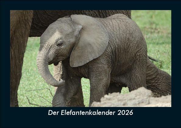Der Elefantenkalender 2026 Fotokalender DIN A5