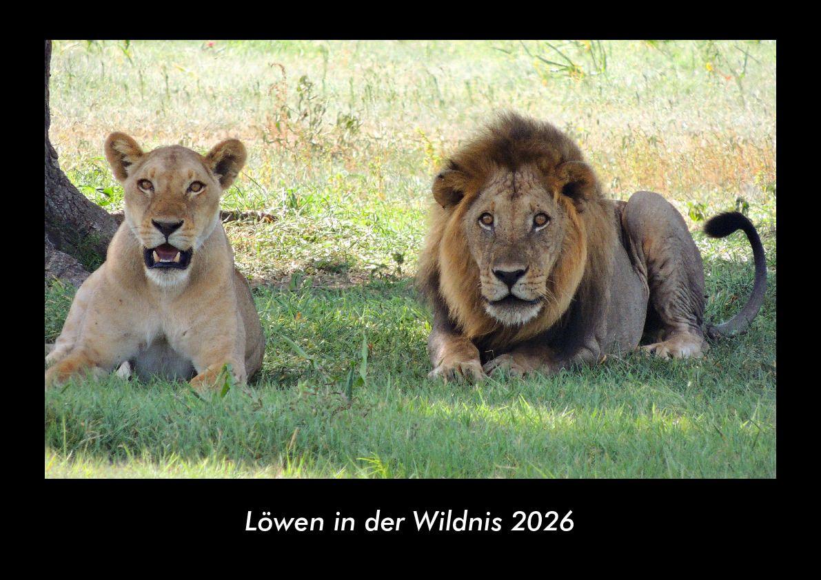 Löwen in der Wildnis 2026 Fotokalender DIN A3