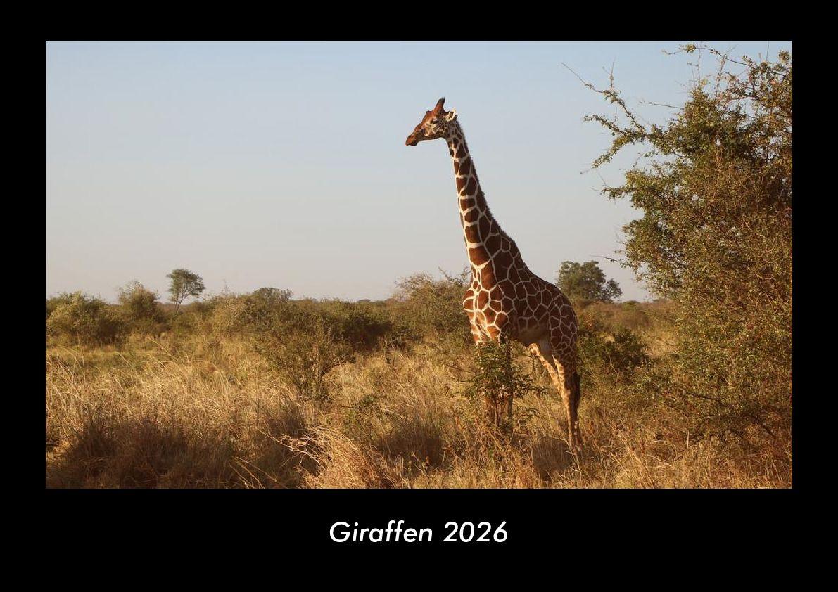 Giraffen 2026 Fotokalender DIN A3