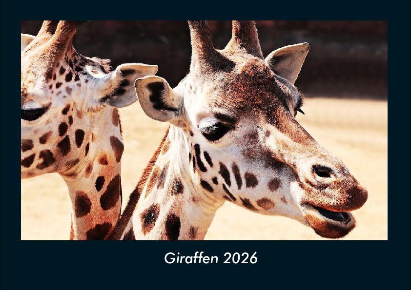 Giraffen 2026 Fotokalender DIN A4