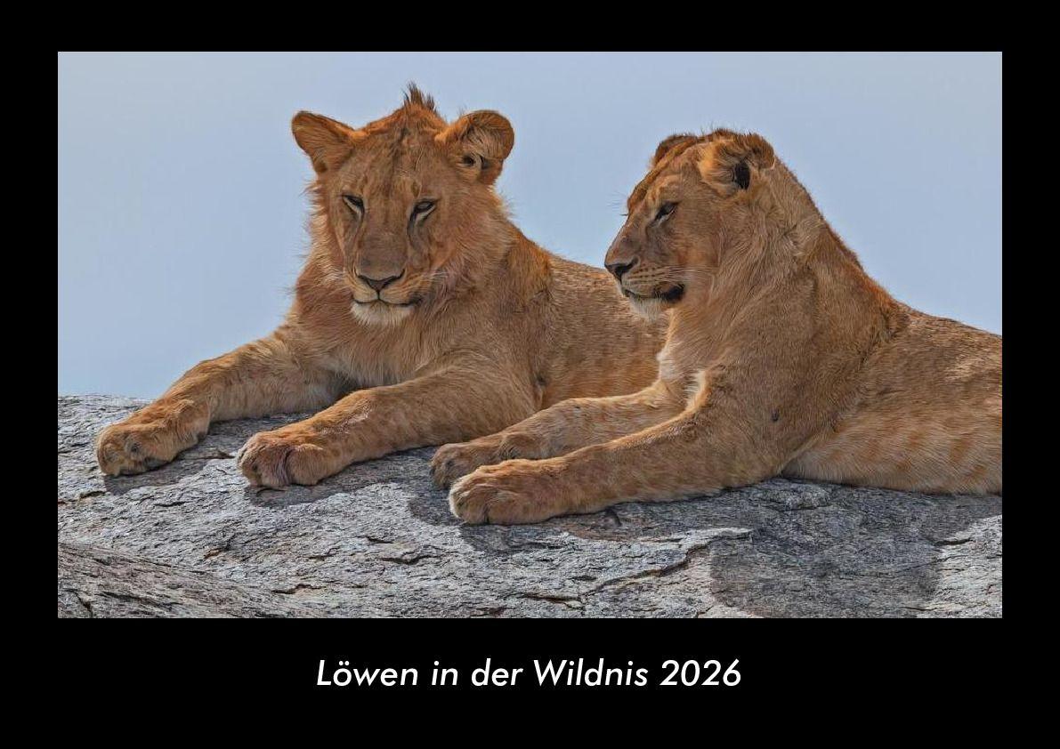 Löwen in der Wildnis 2026 Fotokalender DIN A3