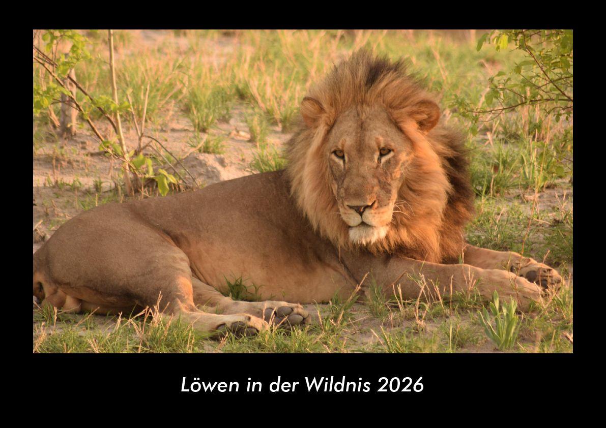 Löwen in der Wildnis 2026 Fotokalender DIN A3
