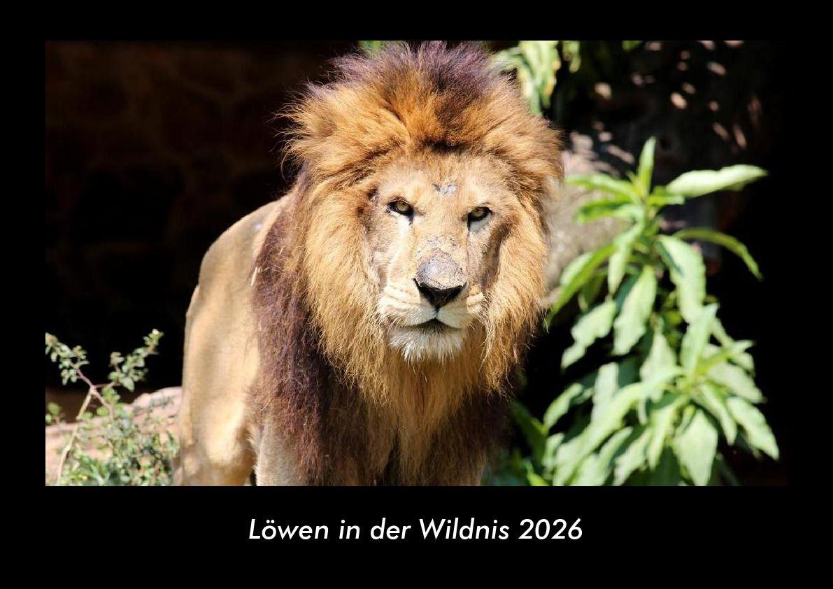 Löwen in der Wildnis 2026 Fotokalender DIN A3