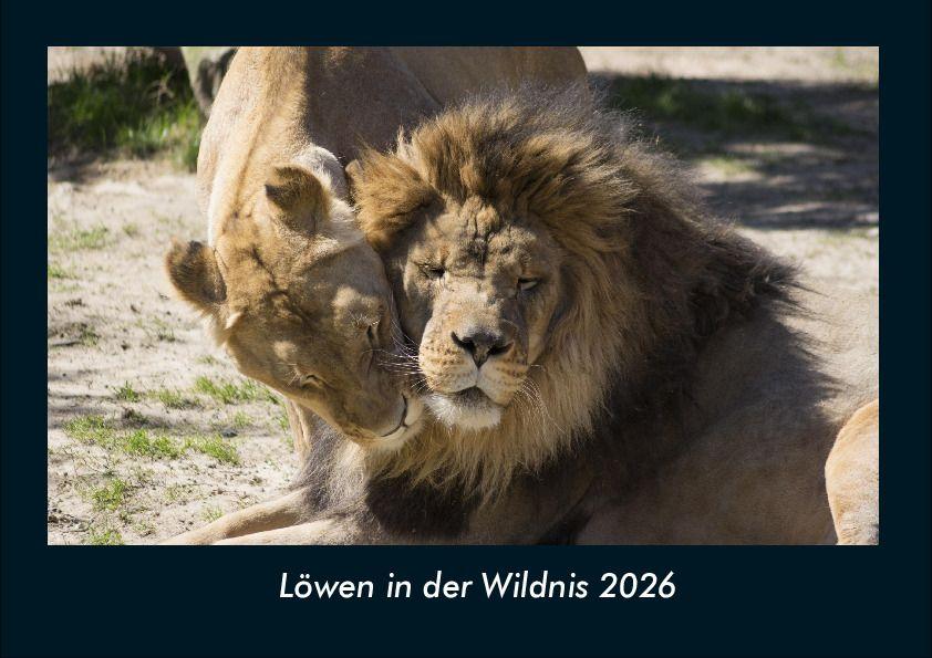 Löwen in der Wildnis 2026 Fotokalender DIN A4