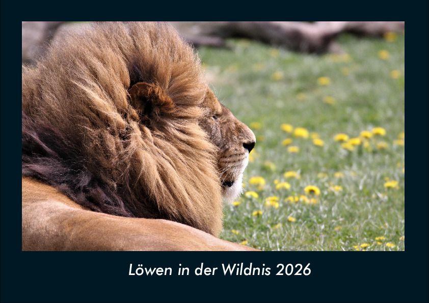 Löwen in der Wildnis 2026 Fotokalender DIN A4