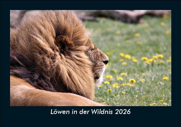 Löwen in der Wildnis 2026 Fotokalender DIN A5