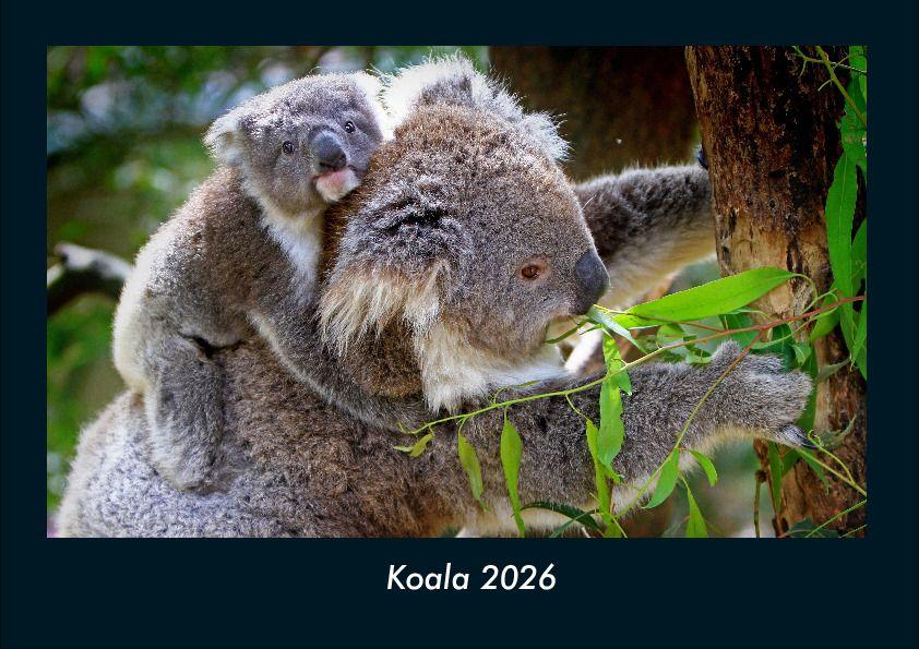 Koala 2026 Fotokalender DIN A4