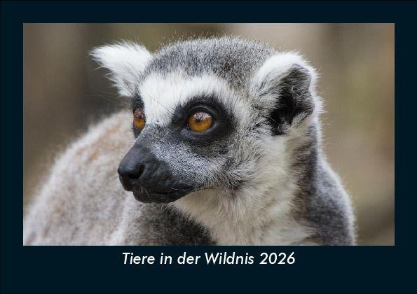 Tiere in der Wildnis 2026 Fotokalender DIN A5