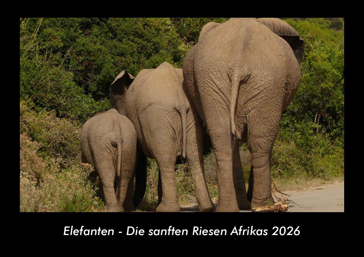 Elefanten - Die sanften Riesen Afrikas 2026 Fotokalender DIN A3