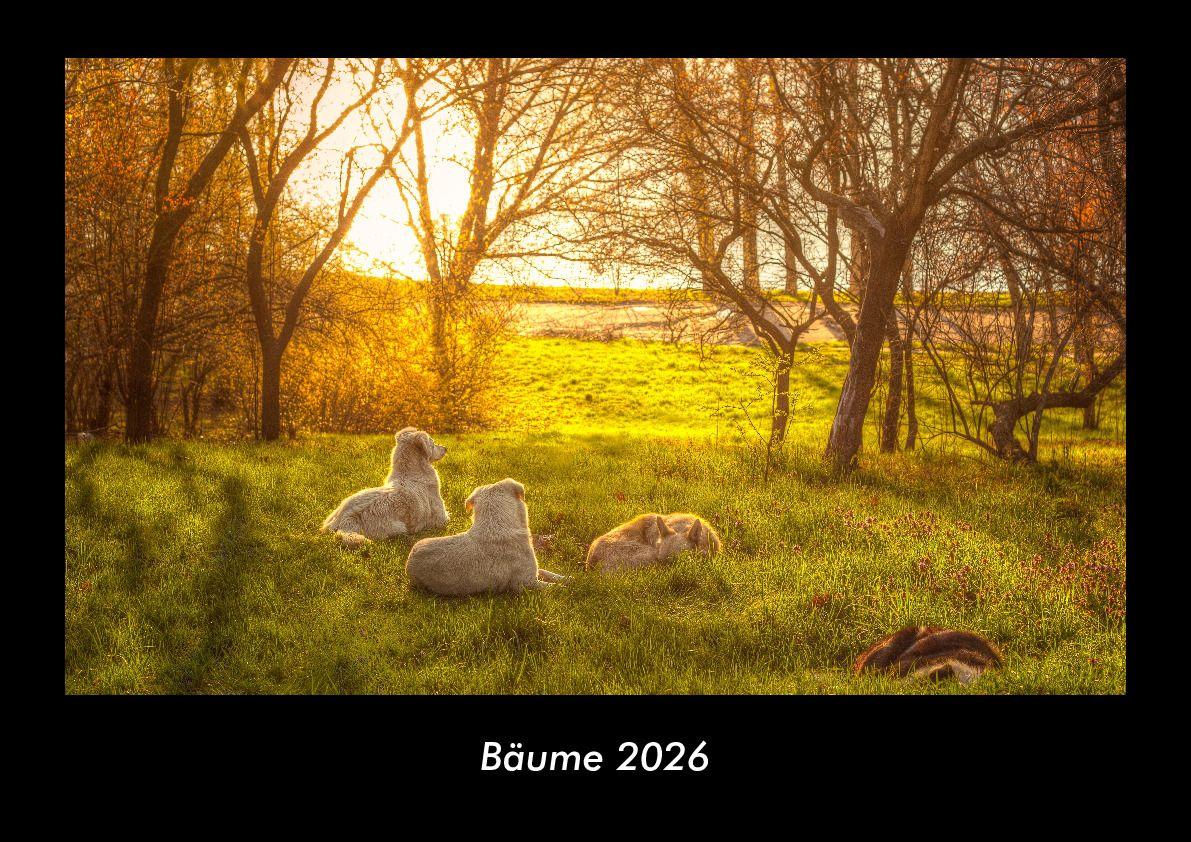 Bäume 2026 Fotokalender DIN A3