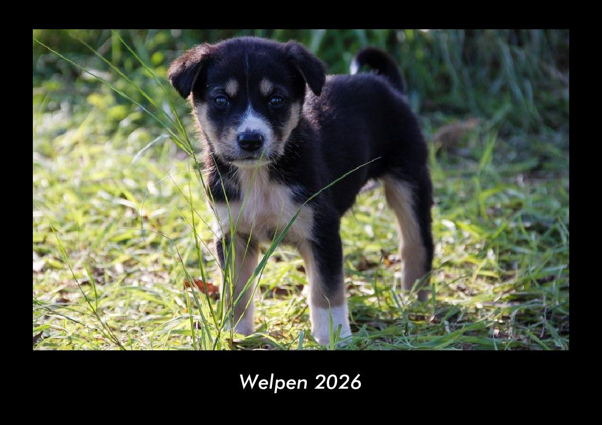 Welpen 2026 Fotokalender DIN A3