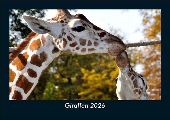 Giraffen 2026 Fotokalender DIN A5