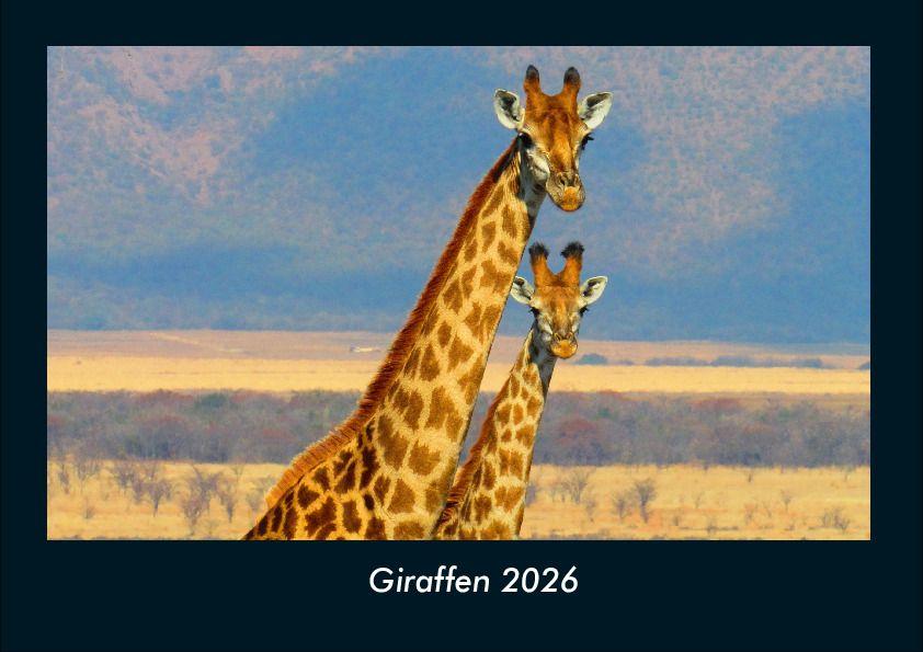 Giraffen 2026 Fotokalender DIN A4
